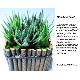 Plastic Mini Aloe Plant