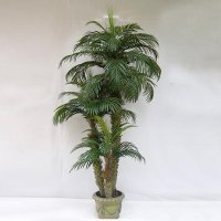 8' PHOENIX PALM TREE
