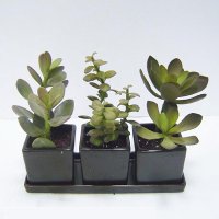 SUCCULENTS TRAY
