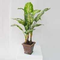Sell 3' DIEFFENBACHIA TREE