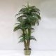Sell 8' PHOENIX PALM TREE