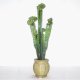 Sell 27 inches CACTUS