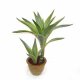 Sell 26 inches AGAVE