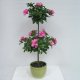 Sell 29 inches AZALEA BALL TOPIARY