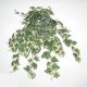 Sell SM. OXFORD IVY HANGING BUSH