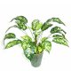 18.5 inchesDIEFFENBACHIA