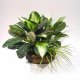 20 inches FOLIAGE ARRANGEMENT