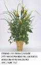 24 inchesH WHEAT/WANDERING JEW/GRASS ON PAPER MACHE POT, 132-F0016/223AS/BP