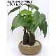 Artificial Plant, 127-P38M-434/30LB
