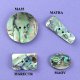 Abalone Shell Buttons