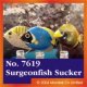 Blue Surgeonfish Sucker