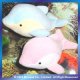 CVC VELOUR BABY TOYS WITH RATTLE INSIDE