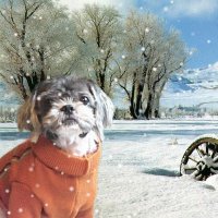 PETS SWEATER