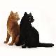 flocked cats