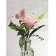 PINK TIGER LILY IN ARTIFICIAL WATER, WXG-042-005