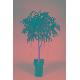 FAT FICUS ALII, FL-LW5-475