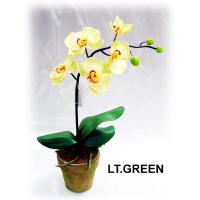 51CM PHALEANOPSIS POTTED.