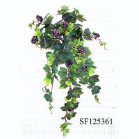 GRAPE IVY W/GRAPES MED. BUSH VINE X 12.