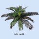 Sell 18 inches Cycas Head W/22 LVS with Out Moss & Germ