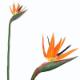110CM BIRD OF PARADISE.