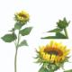 99CM SINGLE SEMI-OPEN SUNFLOWER W/1 BUD & 7 LVS.
