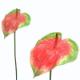 74CM SMALL ANTHURIUM.