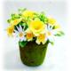 12CM NARCISSUS & DAISY PLASTIC POTTED.
