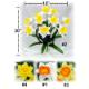 DAFFODIL BUSH X 10
