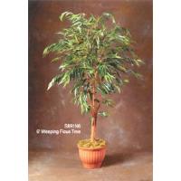 6' Weeping Ficus Tree