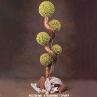 6' Boxwood Topiary