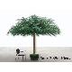 3mx3.85m Ficus Umbrella