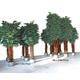 3m & 4m Ficus