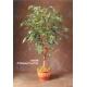 6' Weeping Ficus Tree, S891N6