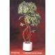5' Variegata Ficus Topiary