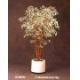 5' Hawaiian Ficus Tree