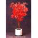 5' Japanese Maple Tree