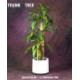 5' Dracaena Tree