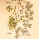 Artificial Plants