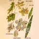 Artificial Plants
