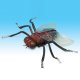 8 inches BIG FLY W/ELASTIC STRING, WP712005