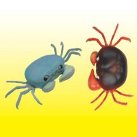 Wall-Walking Crab