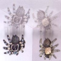 Sell Wacky Tarantula