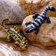 Wacky Salamander