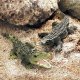 Wacky Crocodile