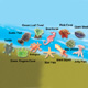 Ocean Animal Splatters