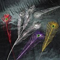 Feather Fern