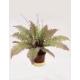 12 inchesBoston Fern Bush W/Broad-Lvs. X 18, 025CVP58M-Q3