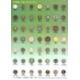 Shank Buttons