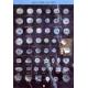 Agoya Shell Button