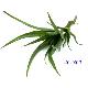Aloe Branch, 401-0017